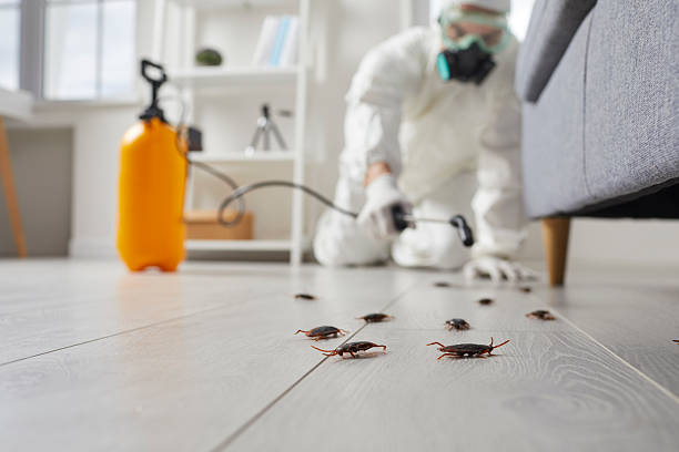 Commercial Rodent Management in Westport